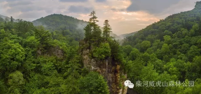 【威虎山九寨】粽子飘香迎客来